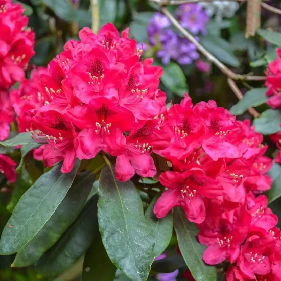 RHODODENDRON x Lord Roberts