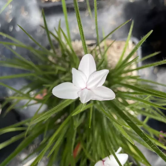 RHODOHYPOXIS milloides Pintado