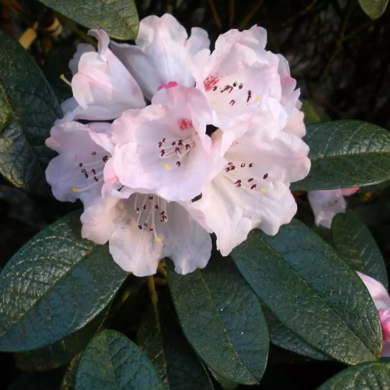 RHODODENDRON x Tortoieshell