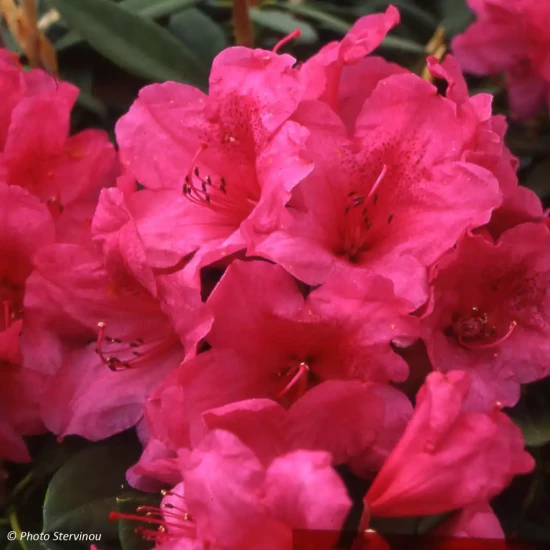 RHODODENDRON x Anna Rose Whitney