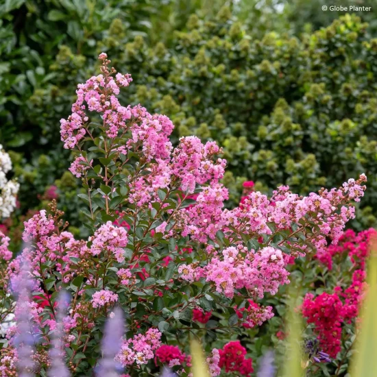 RHODODENDRON x Choco & Pink