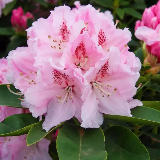 RHODODENDRON x Heart's Delight