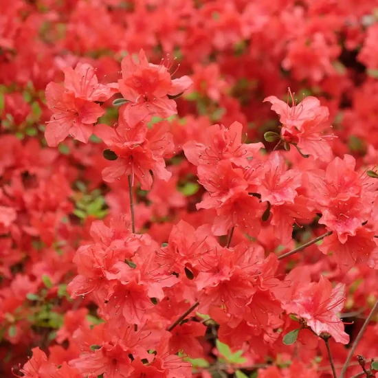 RHODODENDRON x Tortoieshell orange