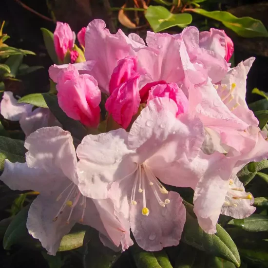 RHODODENDRON yakushimanum Grumpy