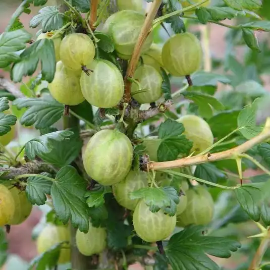 RIBES uva-crispa Jaune