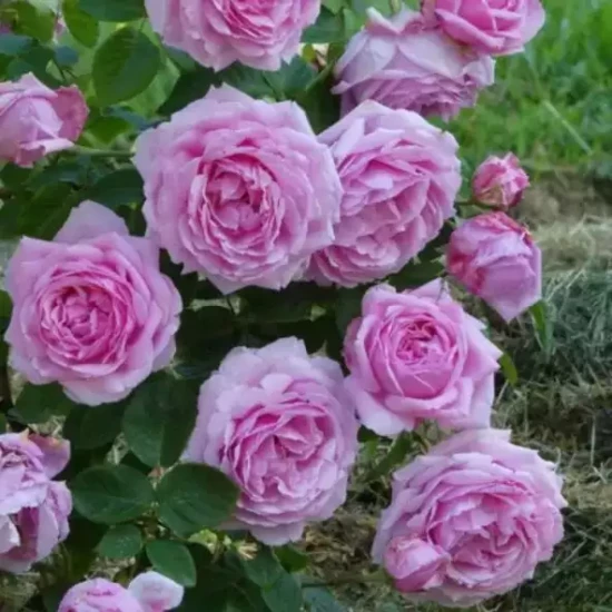 ROSA x André Eve le Jardinier des Roses