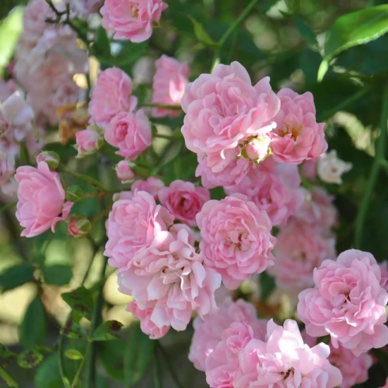 ROSA banksiae Rosea Plena