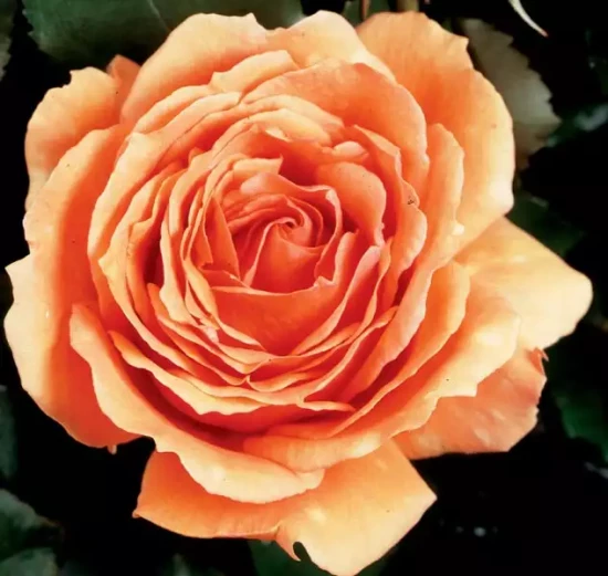 ROSA x Bora Bora
