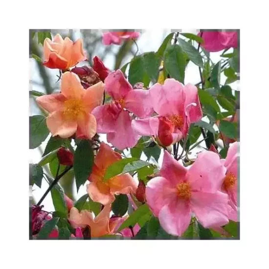 ROSA chinensis Mutabilis