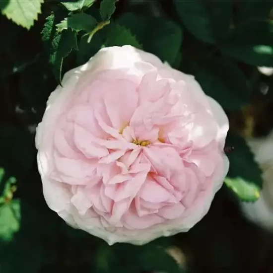 ROSA x Cuisse