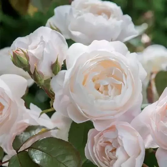ROSA x Desdemona
