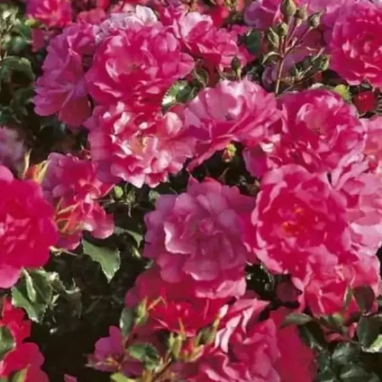 ROSA x Emera