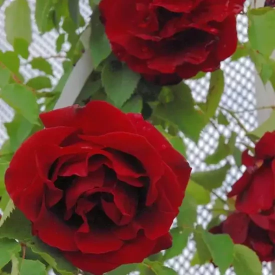 ROSA x Etoile de Hollande