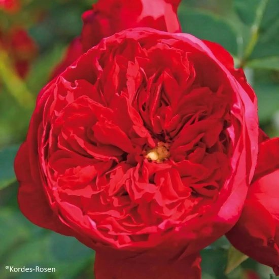 ROSA x Florentina