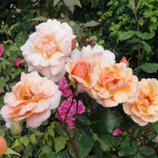 ROSA x Gruss an Coburg