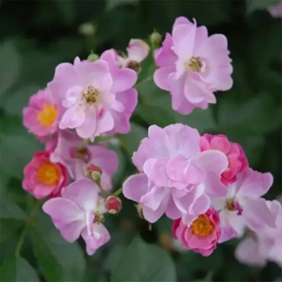 ROSA x Lavender Dream