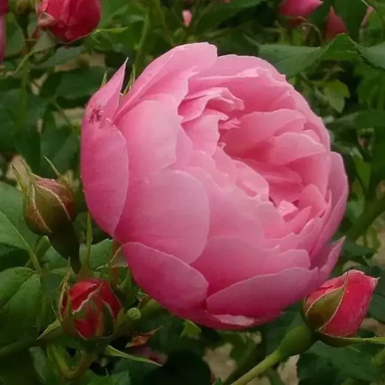 ROSA x Marie Blanche Paillé