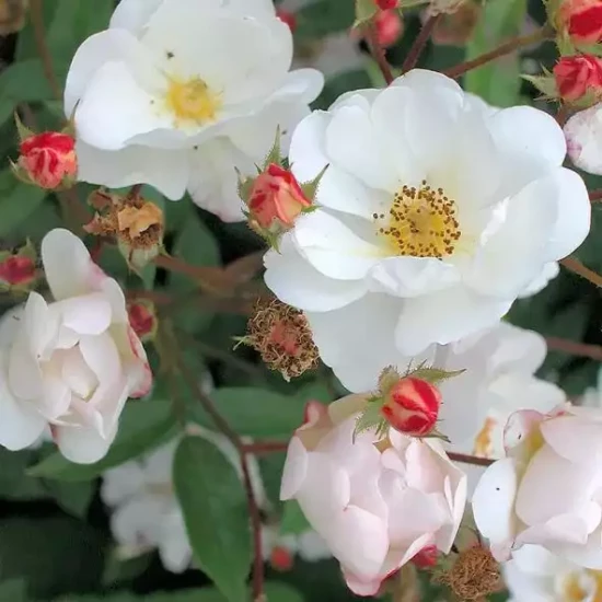 ROSA x moshata Queen of the Musk