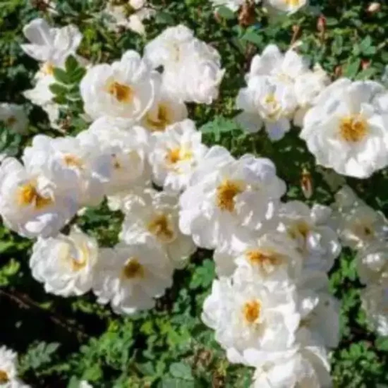 ROSA x Opalia