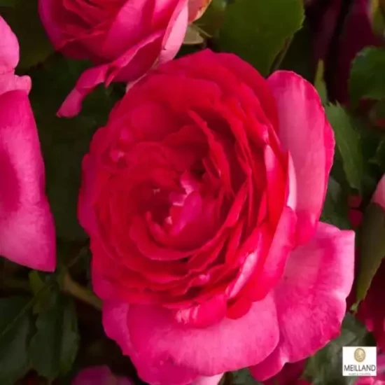 ROSA x Pierre de Ronsard
