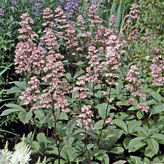 RODGERSIA podophylla