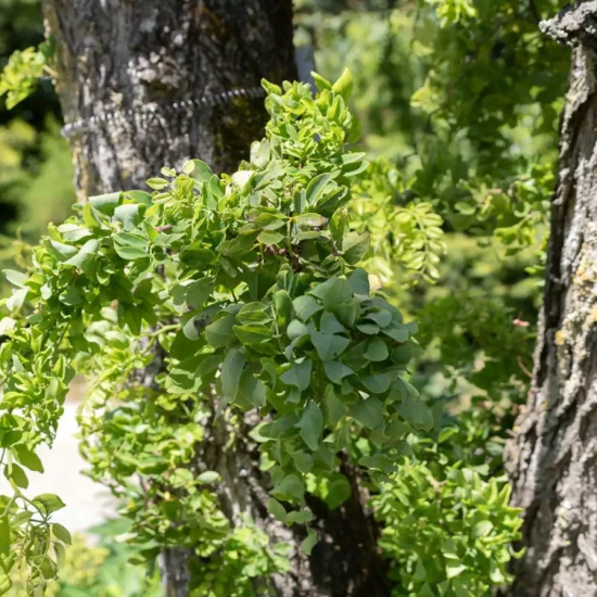 ROBINIA pseudoacacia Twisty Baby