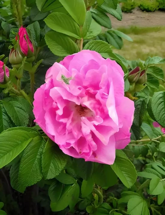 ROSA rugosa Angelia Purple