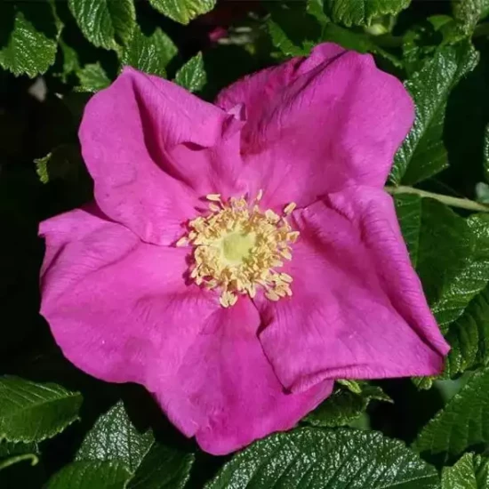 ROSA rugosa