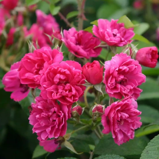 ROSA rugosa Rotes Meer