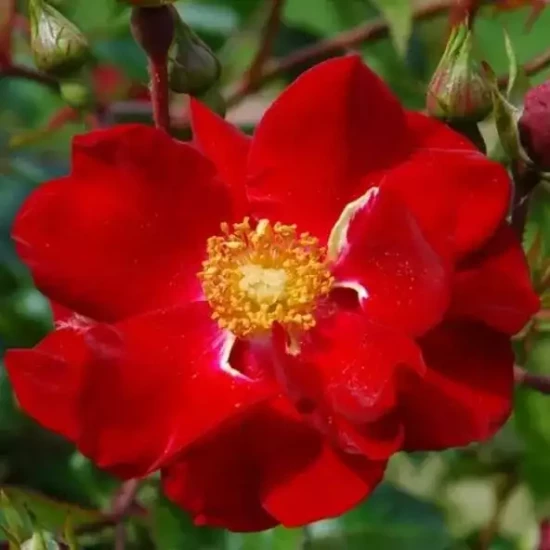 ROSA x Vesuvia