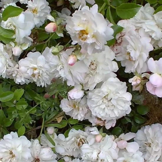 ROSA x Fifi sur la volière