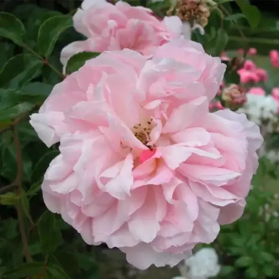 ROSA x François Juranville