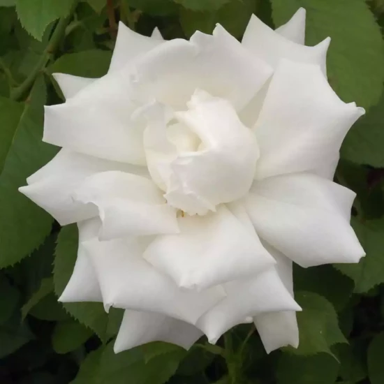 ROSA x Pape Jean-Paul II