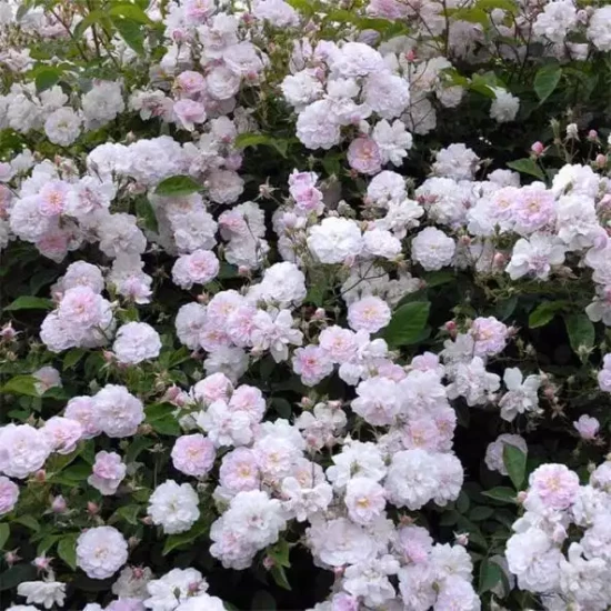ROSA x Paul's himalayan musk