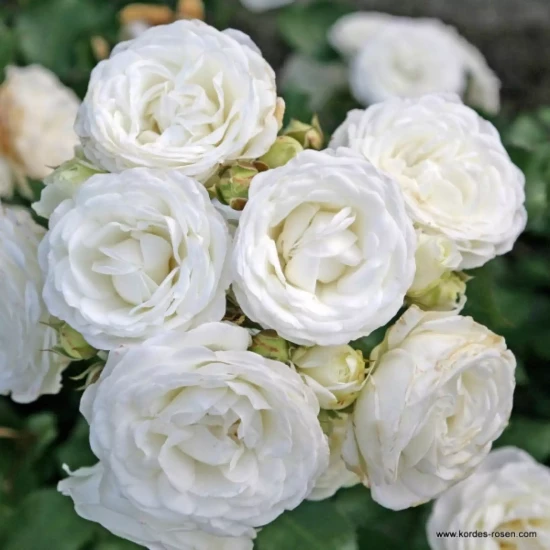 ROSA x polyantha Lilliput Lupo
