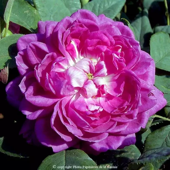 ROSA x Reine des Violettes