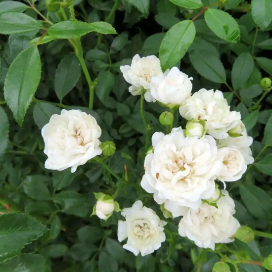 ROSA x wichurana Sea Foam
