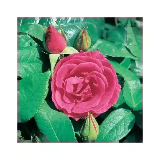 ROSA x Zephirine Drouin