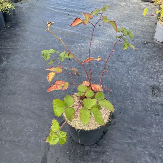 RUBUS fruticosus Thornfree