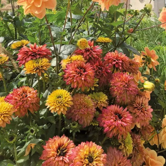 RUDBECKIA fuligida Goldstrum
