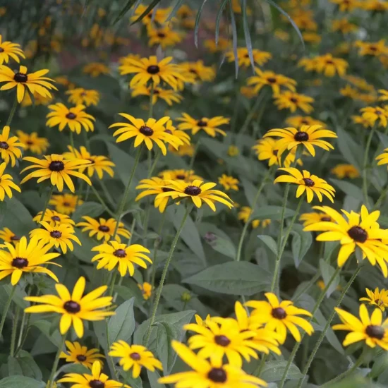 RUDBECKIA fulgida Goldstrum