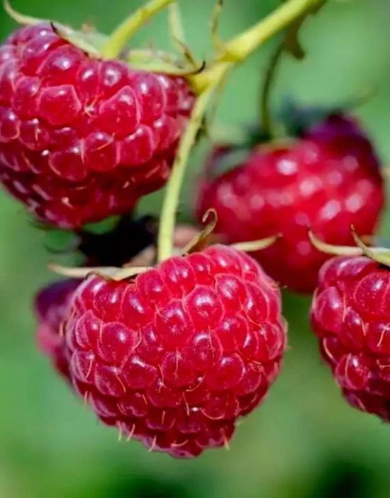 RUBUS idaeus Malling Promise