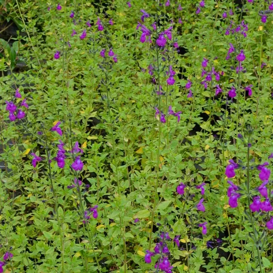 SALVIA chamelaeagnea