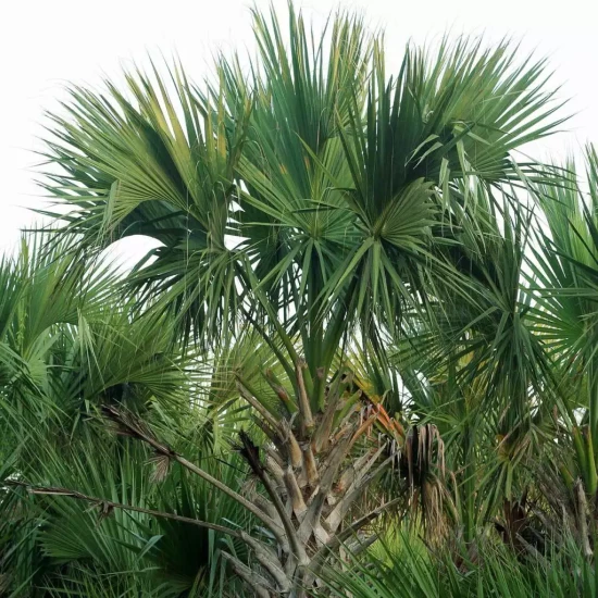 SABAL domingensis