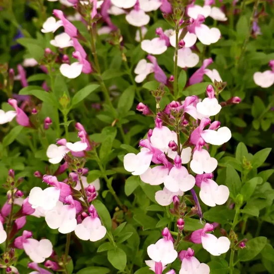 SALVIA microphylla grahamii