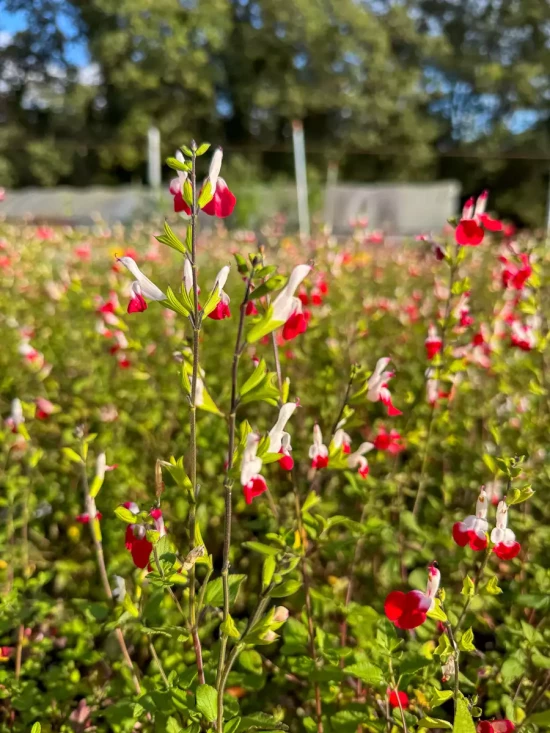 SALVIA grahamii Rouge