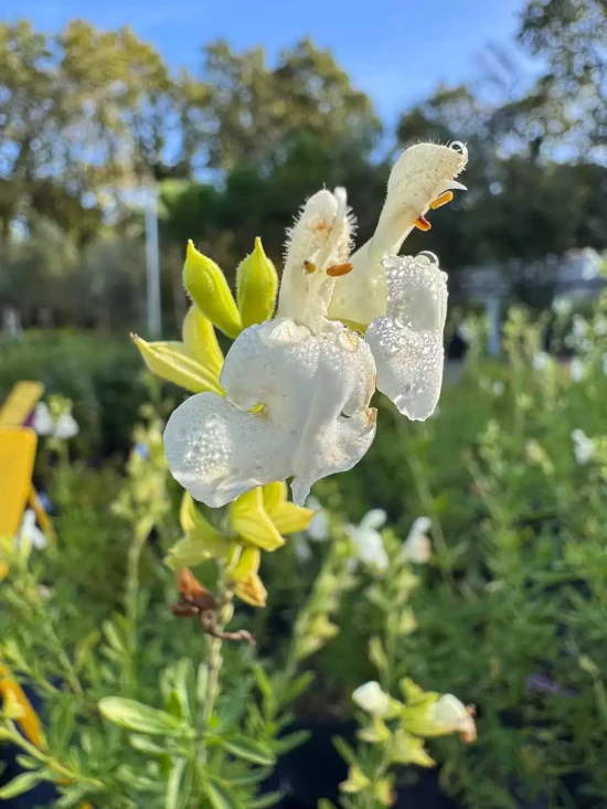 SALVIA greggii white