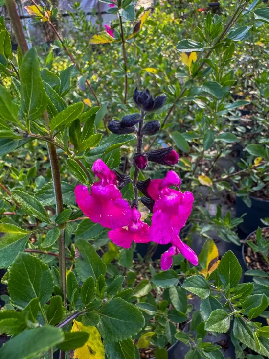 SALVIA microphylla Pink Blush