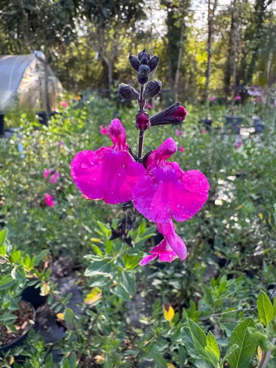 SALVIA microphylla Pink Lips