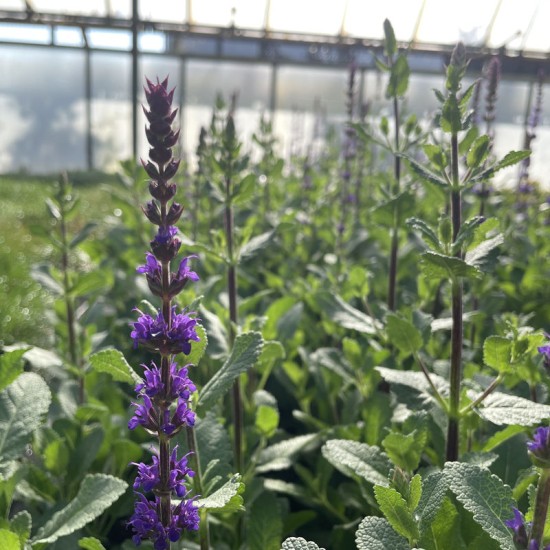 SALVIA nemorosa Caradonna